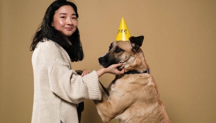 evcil hayvan egitimi tavsanlarda obedience egitimi ve oneriler